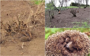 Dezastru în Parcul Tineretului! Ce au găsit trecătorii după ce s-a tăiat tot. Ariceii, mutați forțat din calea utilajelor