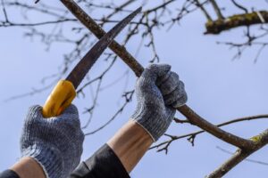 Greșeala uriașă pe care o fac românii în grădină! De ce nu trebuie să tai niciodată acești arbuști primăvara
