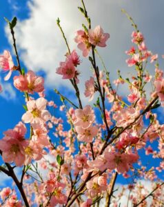 Fenomenul ireal de lângă România! Locul care arată exact ca în Japonia, turiștii au luat cu asalt hotelurile