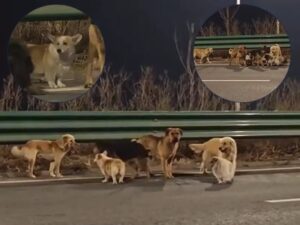 Adevărul despre câinii din China care au emoționat o lume întreagă! Ce se întâmpla, de fapt, pe marginea autostrăzii