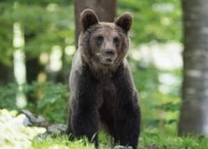 Adio, urși! Decizia momentului în România: sute de animale vor fi executate. Ce se întâmplă cu exemplarele alfa