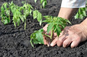 Greșeala uriașă pe care o fac toți românii! Când se pun, de fapt, roșiile în pământ ca să nu se strivească de frig