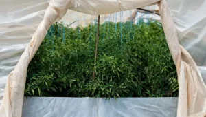 Secretul grădinarilor de succes! Ce trebuie să faci neapărat dacă vrei plante verzi și recolte bogate vara aceasta