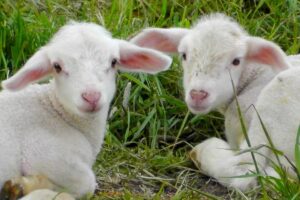 Nu-ți mai permiți carnea de miel? Ce poți pune pe masa de Paște: e mult mai ieftin și are același gust!