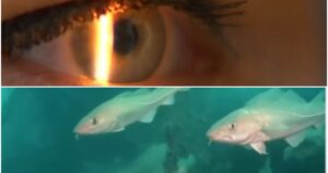 Tragedie în Chiajna! Un tânăr congolez a fost înjunghiat de cel mai bun prieten: Totul a pornit de la un telefon!