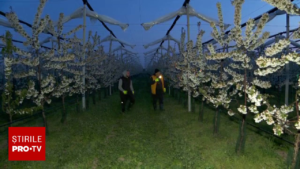 Prăpăd în livezi la -6 grade! Ce au ajuns să facă fermierii cu buteliile de gaz în creierii nopții ca să salveze cireșii