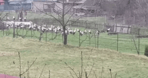 Imagini ireale în curtea unui gospodar din Neamț! Ce a găsit bărbatul când a ieșit din casă: „Nu poți avea atâția copii!”