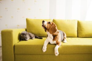 Câte animale ai voie să ții la bloc, de fapt! Legea pe care toți proprietarii de apartamente trebuie să o știe.