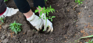 Bani de pensie și sănătate pentru românii care muncesc în grădină! Cum poți lucra legal fără firmă sau PFA