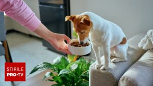 Planta pe care toți românii o au în casă, dar care le poate ucide animalul de companie! Simptomele la care să fii atent