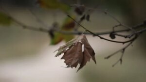Răsturnare de situație de la ANM! România, lovită de un ciclon mediteraneean: Vin ninsorile și vijeliile de Paște!