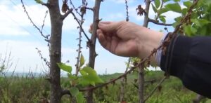 Dispar fructele românești din piețe! Ce se întâmplă cu caisele și piersicile în această vară: „Am rămas cu gustul”