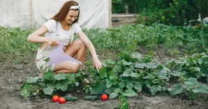 Cum uzi corect legumele pe caniculă. Câtă apă cer roșiile, castraveții și varza