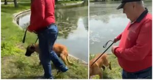 Scene oribile în Parcul Tineretului! Ce a pățit un pui de Malinois după ce stăpânul l-a aruncat în lac și nu l-a lăsat să iasă