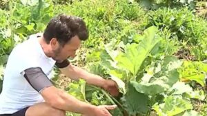 Povestea românului care a dat lovitura cu o plantă exotică! Cum a făcut o avere din culturile de la Nadeș