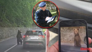 Turist bulgar, mușcat de urs pe Transfăgărășan. S-a ales cu o amendă de…