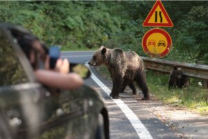A vrut să hrănească ursul pe Transfăgărășan, dar a plătit scump! Ce amendă uriașă a primit turistul mușcat de fiară