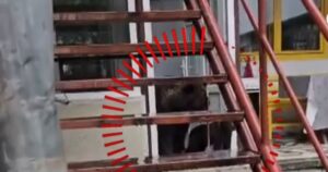 Un urs a intrat în casa unei bătrâne care dormea în bucătărie. Dezastru lăsat în urmă