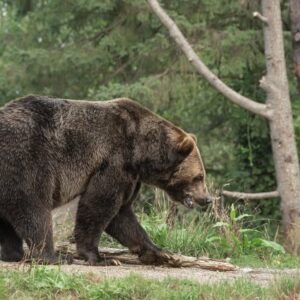 ATAC PE TRANSFĂGĂRĂȘAN. O tânără de 18 ani a fost mușcată de un urs. A ajuns la spital