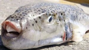 Avertisment pentru românii care merg în vacanță. Un pește extrem de periculos a invadat zonele de coastă și nu este sigur nici dacă este gătit