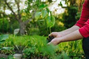 Ce să plantezi în grădină în luna iunie pentru o recoltă bogată. Secretul grădinarilor iscusiți!