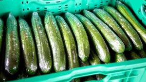 De ce trebuie să păstrezi castraveții în folia de plastic? Motivul real pentru care rezistă mai mult în frigider