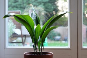 Planta minune care răcorește casa natural pe timp de vară! Secretul pe care spaniolii și italienii îl adoră