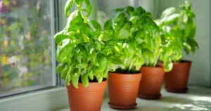 Greșeala uriașă pe care o fac mulți grădinari cu busuiocul! Ce să nu plantezi niciodată lângă el