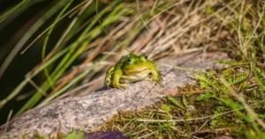 Ce înseamnă dacă o broască intră în casa ta? Semnul neștiut care îți prevestește viitorul familiei!