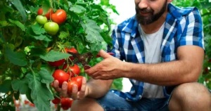 Secretul grădinarilor iscusiți! Ce să plantezi lângă roșii pentru o recoltă uriașă și protecție naturală!