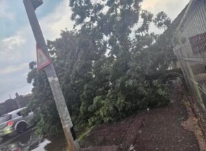 Coșmar pe șosea! Un șofer a murit după ce un copac a căzut peste mașina sa, în plină furtună