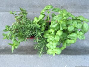 Trucul banal prin care ai plante aromatice bogate tot anul. Ce să nu faci când le culegi din grădină
