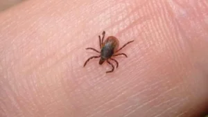 Pericolul ascuns după o mușcătură de căpușă! De ce nu mai poți mânca carne după ce ai fost înțepat