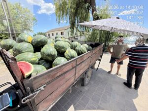 Cât costă un kilogram de pepene de Dăbuleni la început de sezon? Prețul uriaș cerut în piețe acum