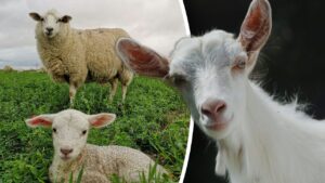 Lovitură pentru fermierii români! Comisia Europeană a decis că…