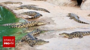 Incident șocant la o grădină zoologică. Un copil de 3 ani a ajuns în țarcul crocodililor, iar un bărbat a fost reținut pentru tentativă de omor