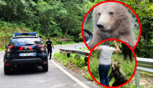 Lovitură pentru Nicușor Dan! CCR a decis: 900 de urși vor fi împușcați. Ce se ascunde, de fapt, în spatele legii