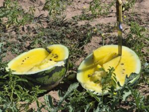 Schimbare majoră în agricultura românească. Fermierii au început să cultive o varietate inedită de pepeni care se vinde mult mai scump