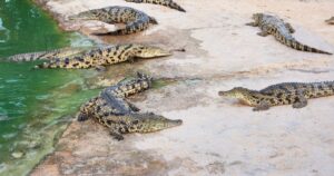 Un băiețel de 3 ani, aruncat intenționat la crocodili! Cine este bărbatul care a comis gestul de neconceput