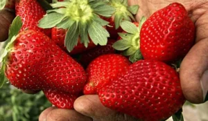 Sume colosale la cules de fructe în Europa! Cât încasează lunar un român în 2026 și de ce fermierii sunt disperați