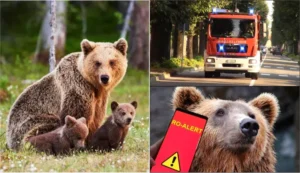 Clipa de groază pentru un bărbat din Lerești: A fost atacat de un urs și a ajuns direct la spital