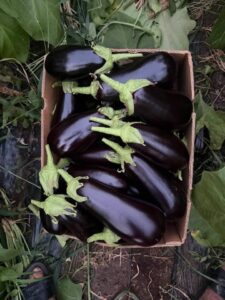 Românii dau iama în piețe! Cozi uriașe pentru vinete! Cât a ajuns să coste, de fapt, un kilogram